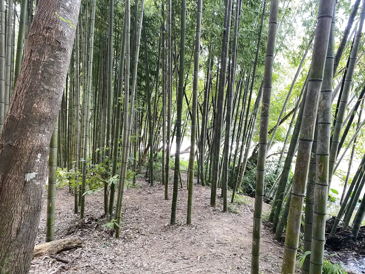 The bamboo forest on the East Palisades trail along the Chattahoochee River in Sandy Springs
