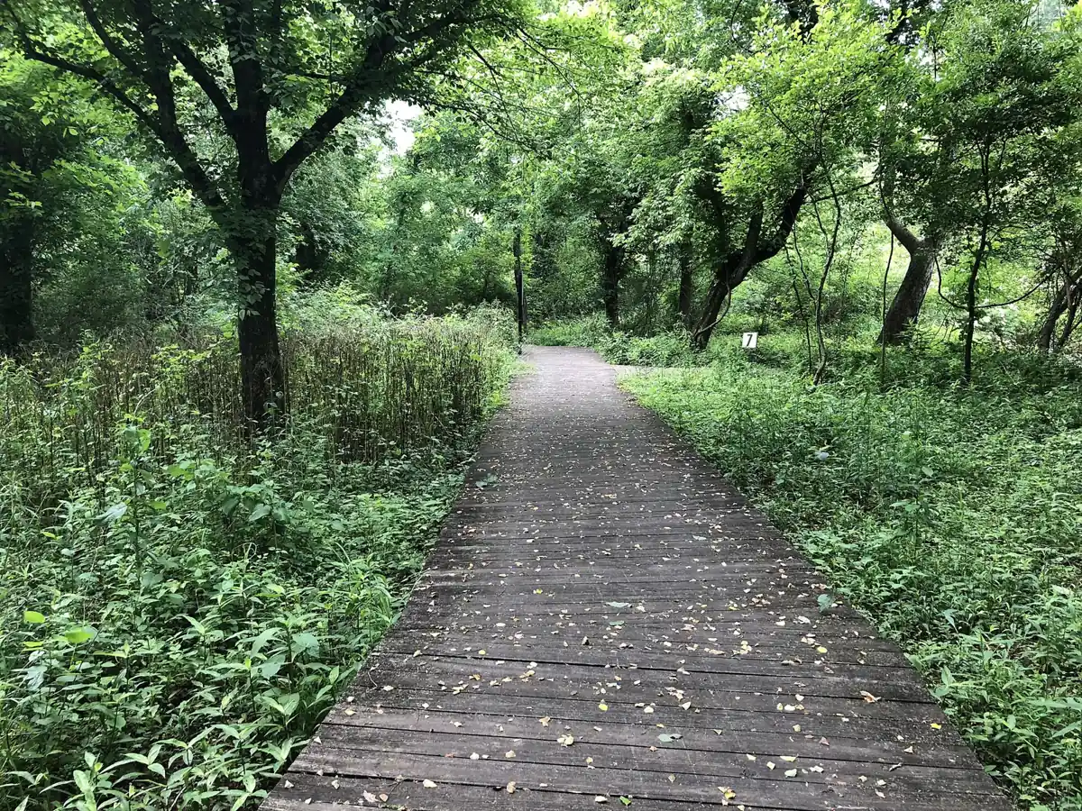 A boardwalk trail at the Chattahoochee Nature Center in Roswell, home of the Halloween Hikes
